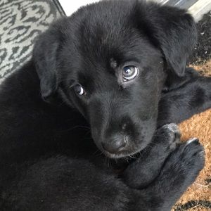 Meet your Posher, Sam